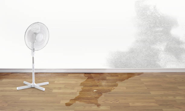 Best Carpet water damage restoration  in Dunbar, SC